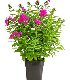 Stauden-Phlox, verschiedene Sorten