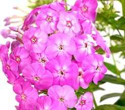 Stauden-Phlox, verschiedene Sorten