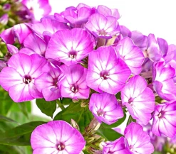 Stauden-Phlox, verschiedene Sorten