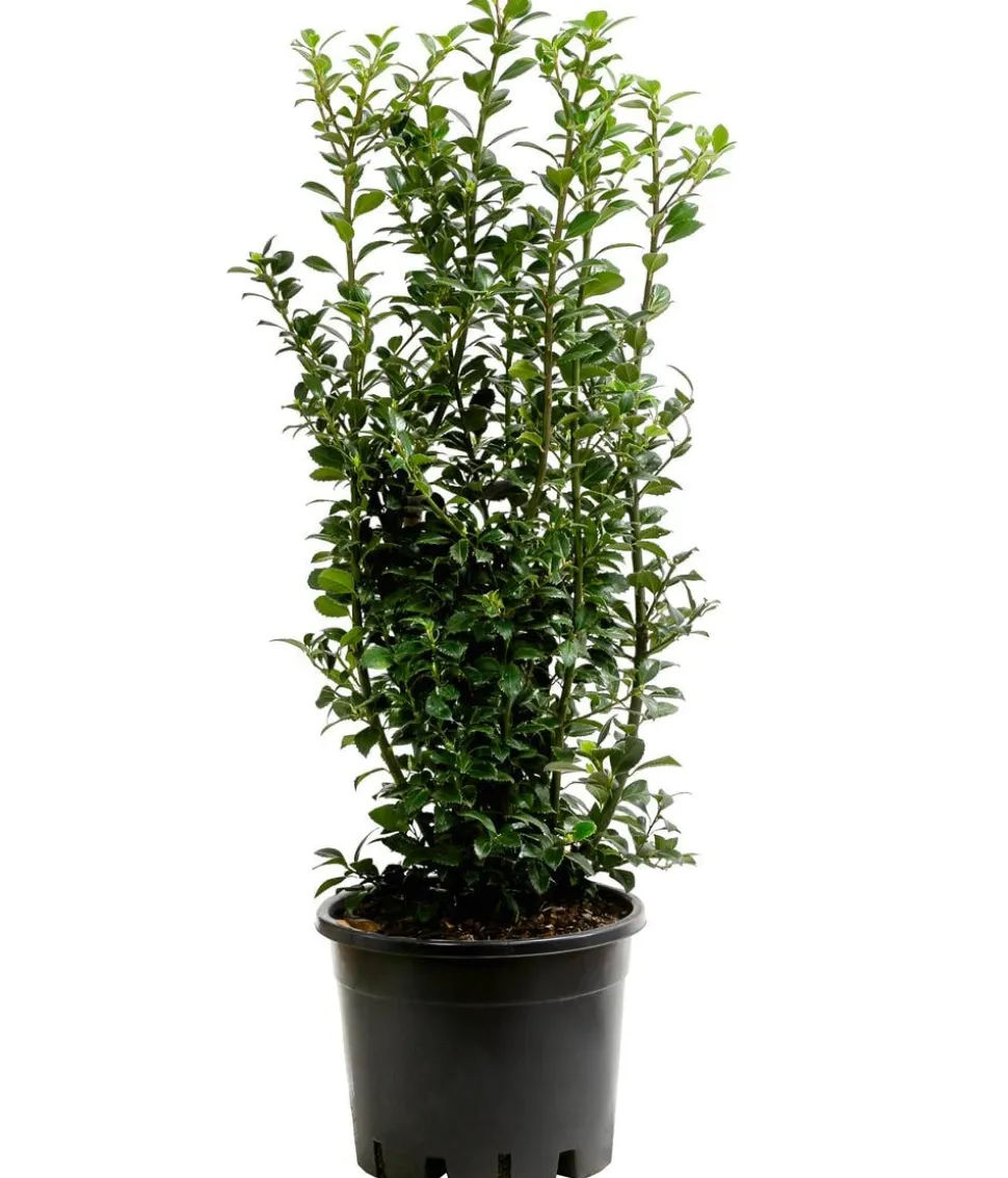 Stechpalme 'Heckenfee'
