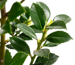 Stechpalme 'Heckenfee'