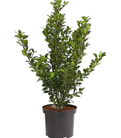 Stechpalme 'Heckenfee'