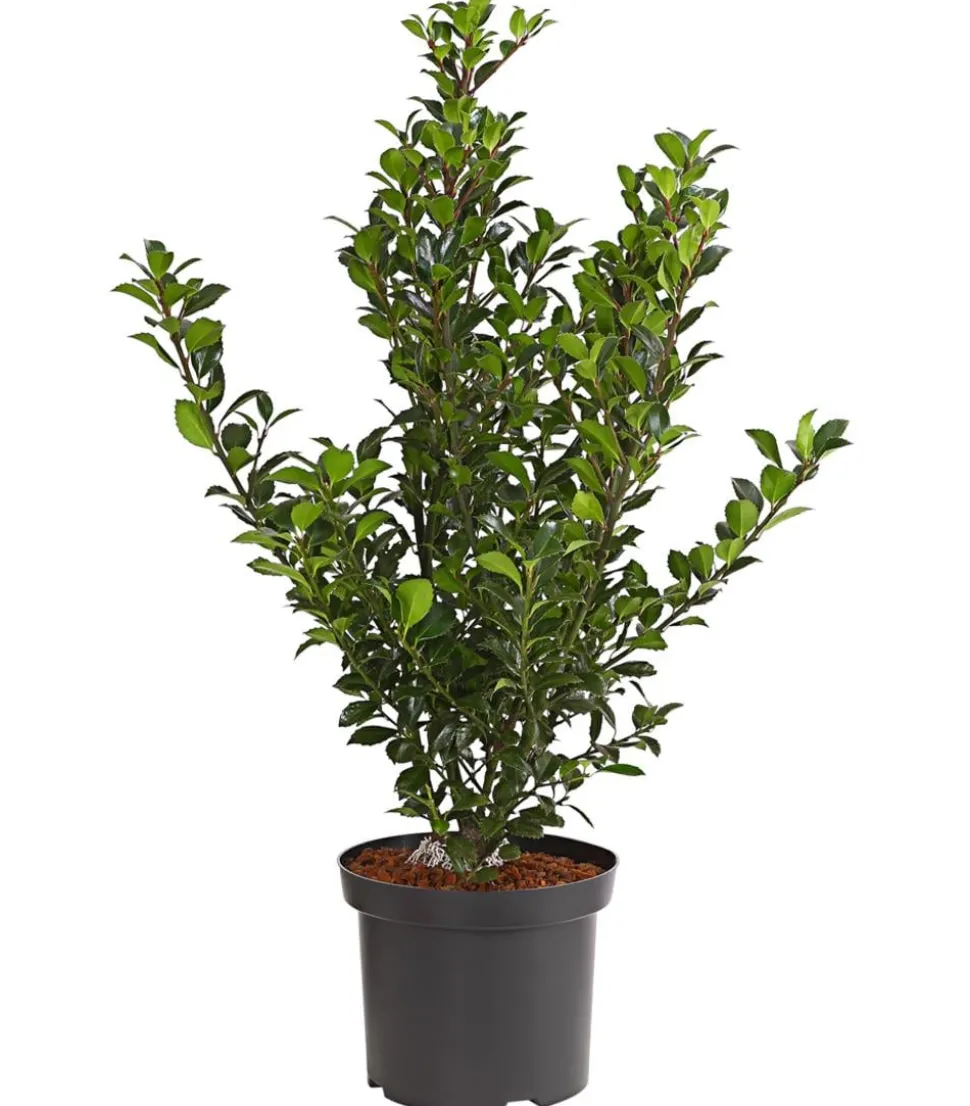 Stechpalme 'Heckenfee'