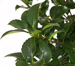 Stechpalme 'Heckenfee'