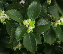Stechpalme 'Heckenfee'