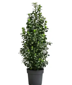 Stechpalme 'Heckenfee'