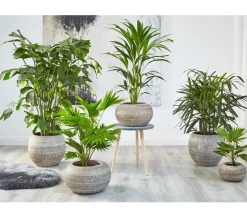 Steckenpalme - Rhapis excelsa