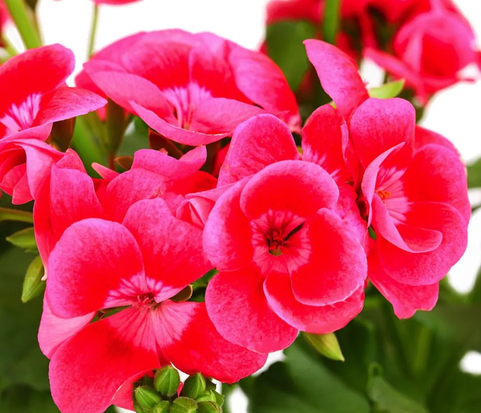 Stehende Geranie 'Pretty Little®'