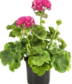 Stehende Geranie 'Rosenmädchen'