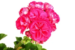 Stehende Geranie 'Rosenmädchen'