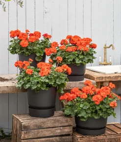 Stehende Geranie, orange