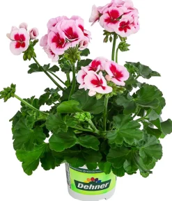 Stehende Geranie 'Smokey Eye®'