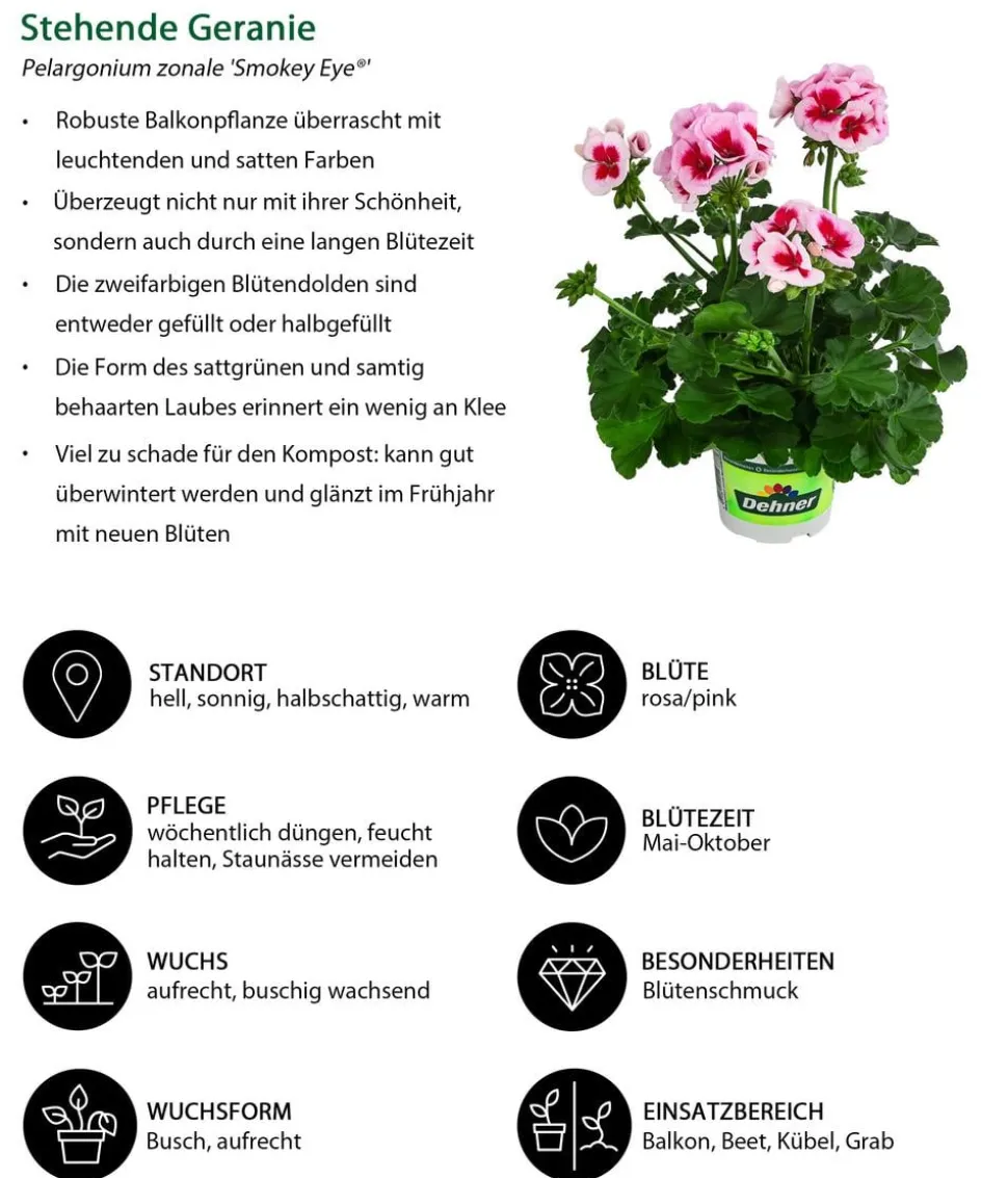 Stehende Geranie 'Smokey Eye®'
