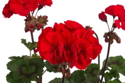 Stehende Geranie 'Tumbao®'