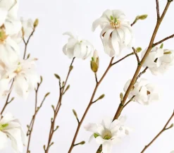 Stern-Magnolie