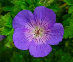 Storchschnabel 'Rozanne®'