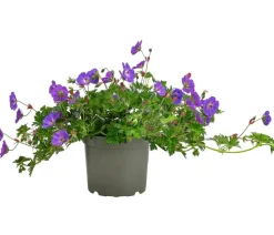 Storchschnabel 'Rozanne®'