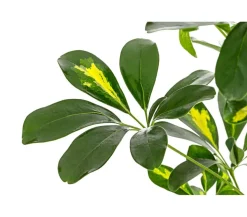 Strahlenaralie - Schefflera arboricola