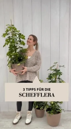 Strahlenaralie - Schefflera arboricola