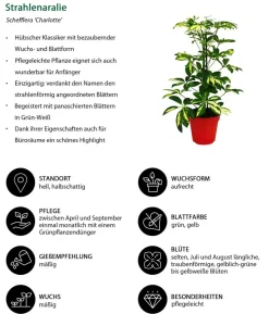 Strahlenaralien-Set - Schefflera, 2-teilig