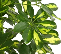 Strahlenaralie - Schefflera arboricola
