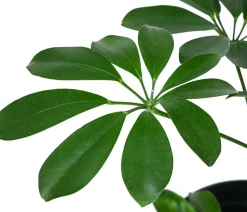 Strahlenaralie - Schefflera arboricola compacta 'Nora', Hydrokultur