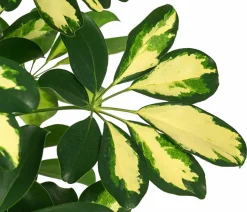 Strahlenaralie - Schefflera arboricola