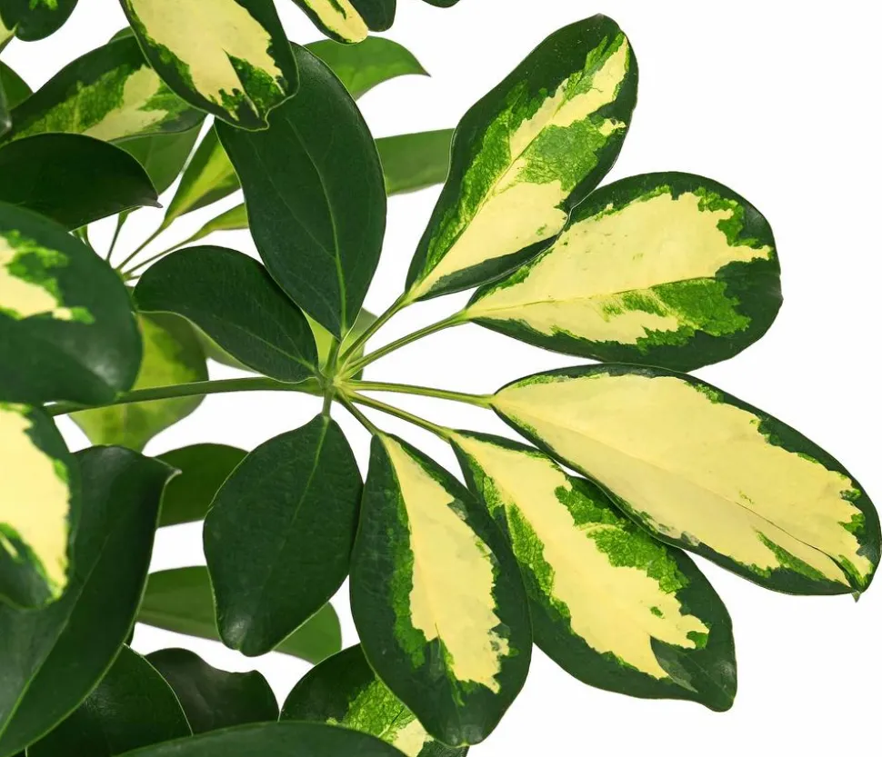 Strahlenaralie - Schefflera arboricola