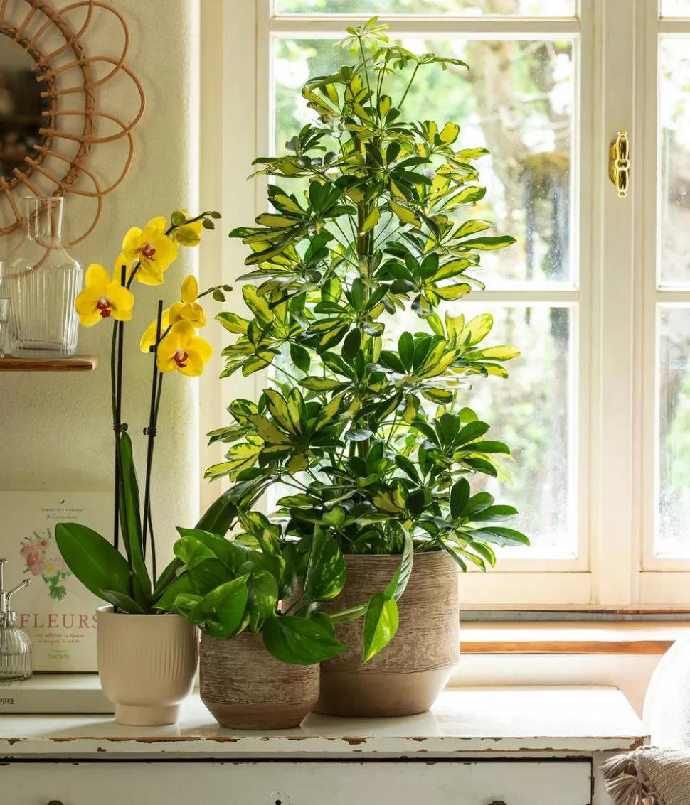Strahlenaralie - Schefflera arboricola