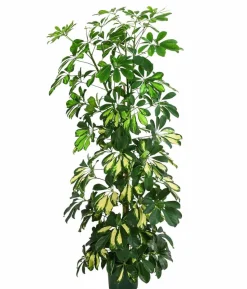 Strahlenaralie - Schefflera arboricola