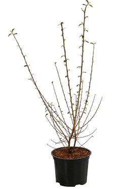 Strauchmispel