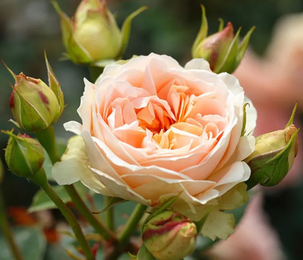 Strauchrose 'Matthias Claudius®'