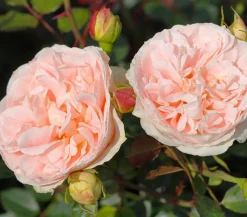 Strauchrose 'Matthias Claudius®'