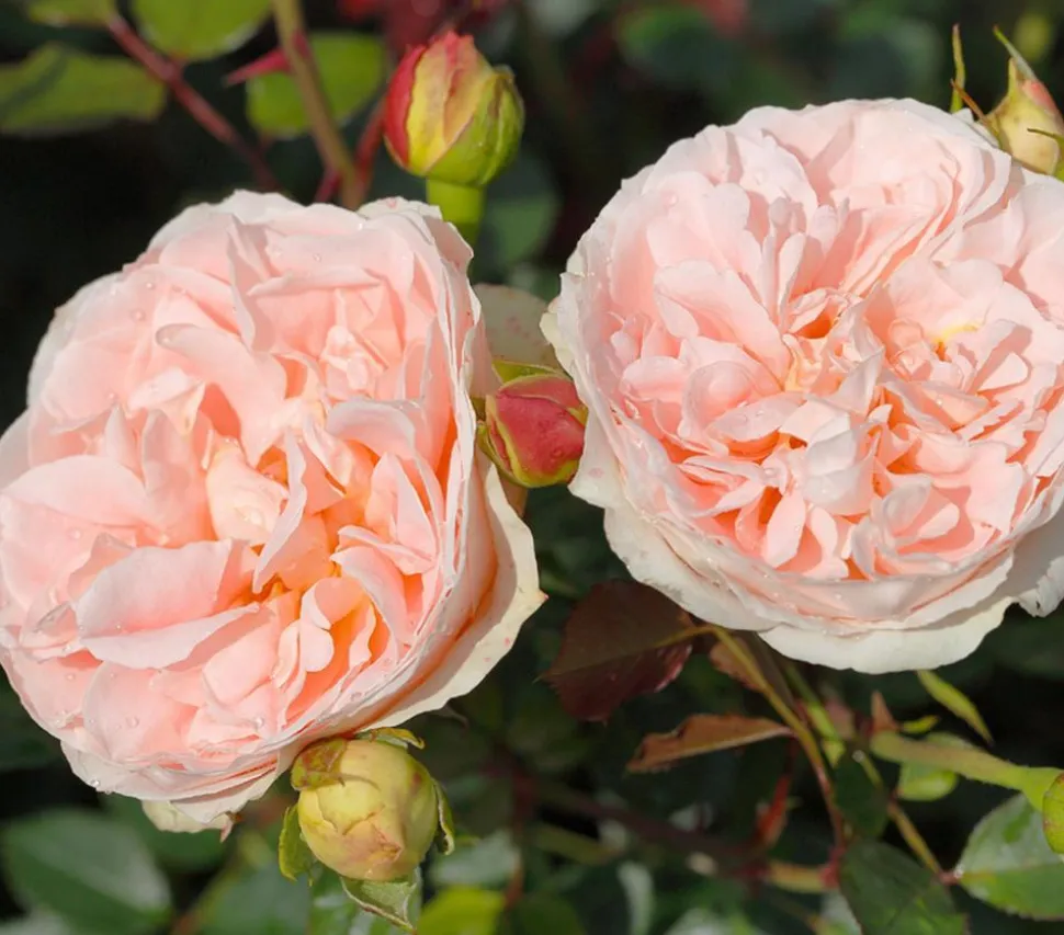 Strauchrose 'Matthias Claudius®'