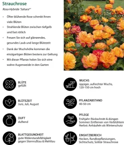 Strauchrose 'Sahara®'