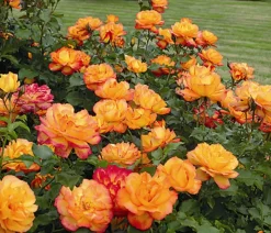 Strauchrose 'Sahara®'