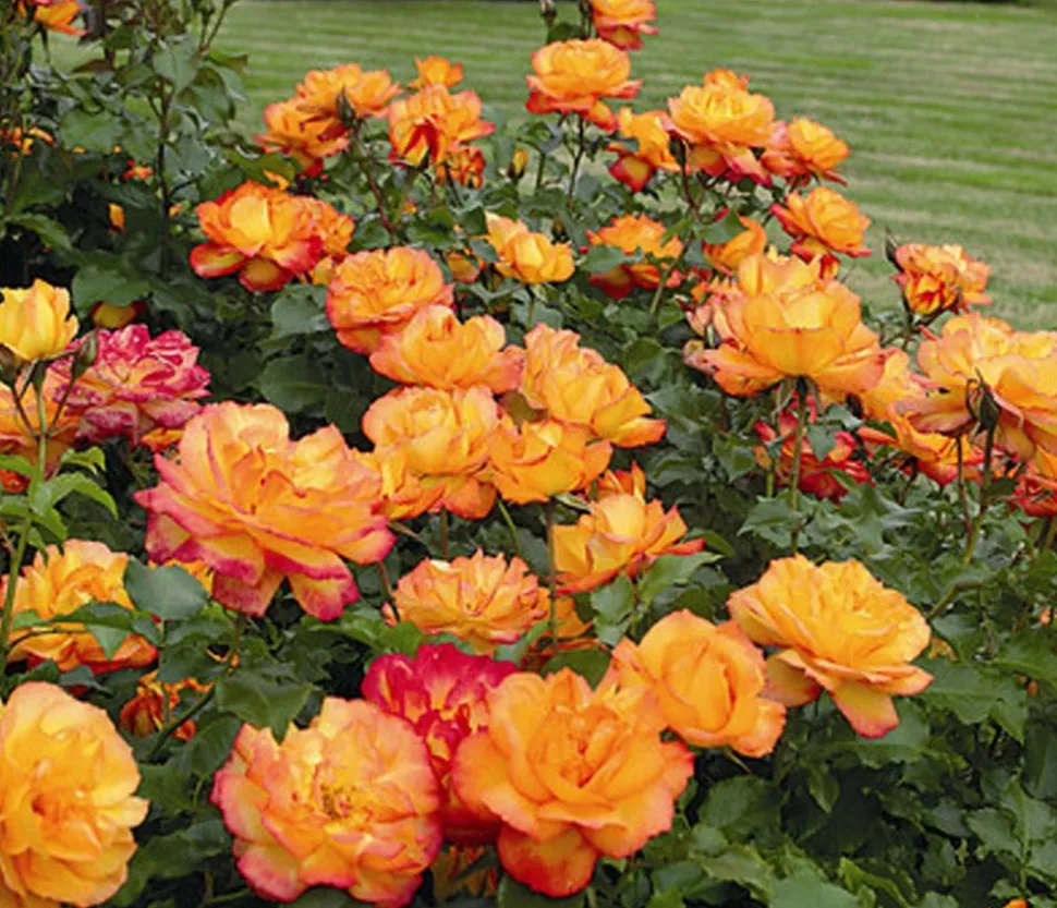 Strauchrose 'Sahara®'