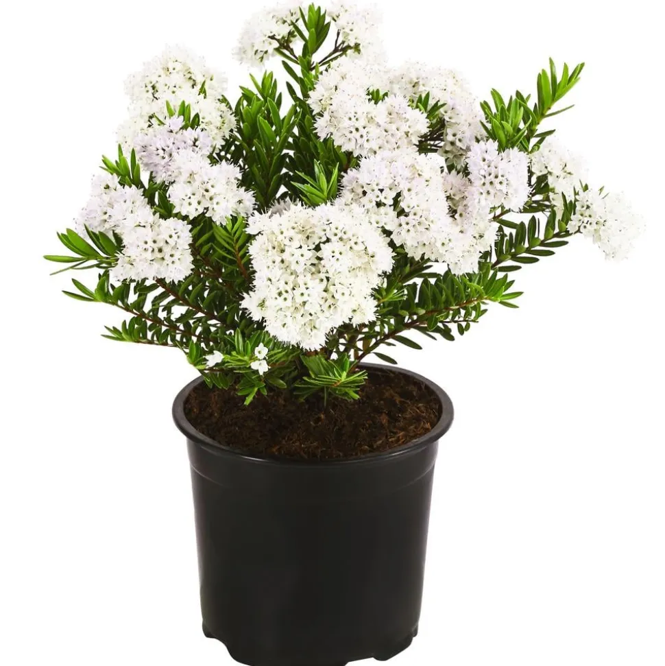 Strauchveronika 'Celina'