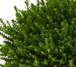 Strauchveronika 'Green Globe'