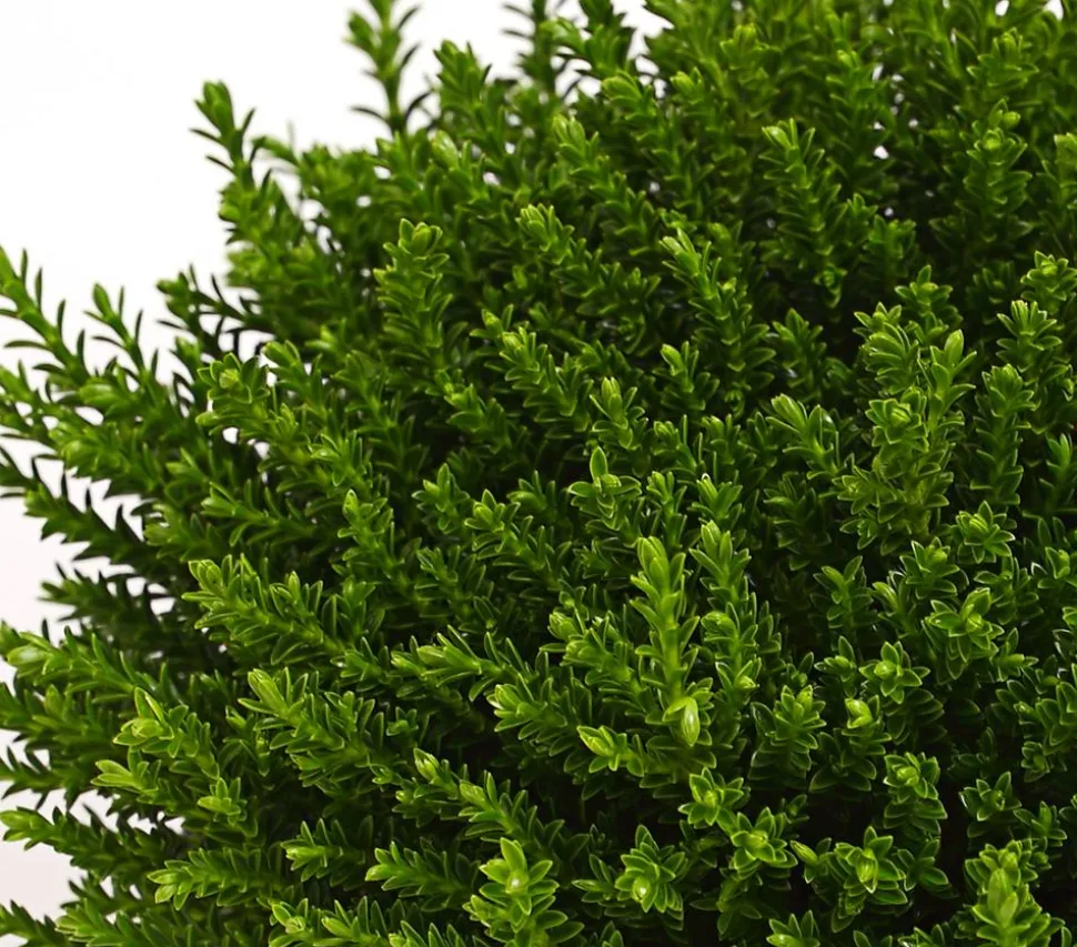 Strauchveronika 'Green Globe'