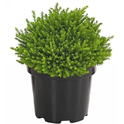 Strauchveronika 'Green Globe'
