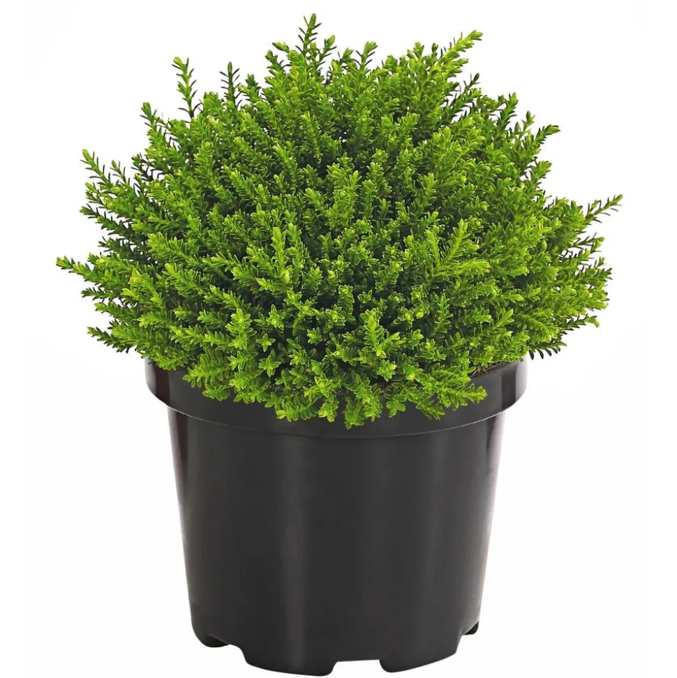 Strauchveronika 'Green Globe'