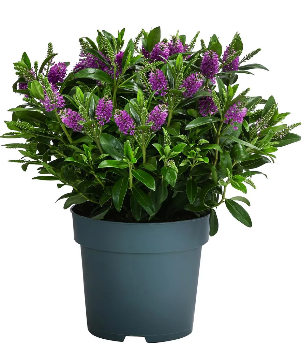 Strauchveronika, 2L