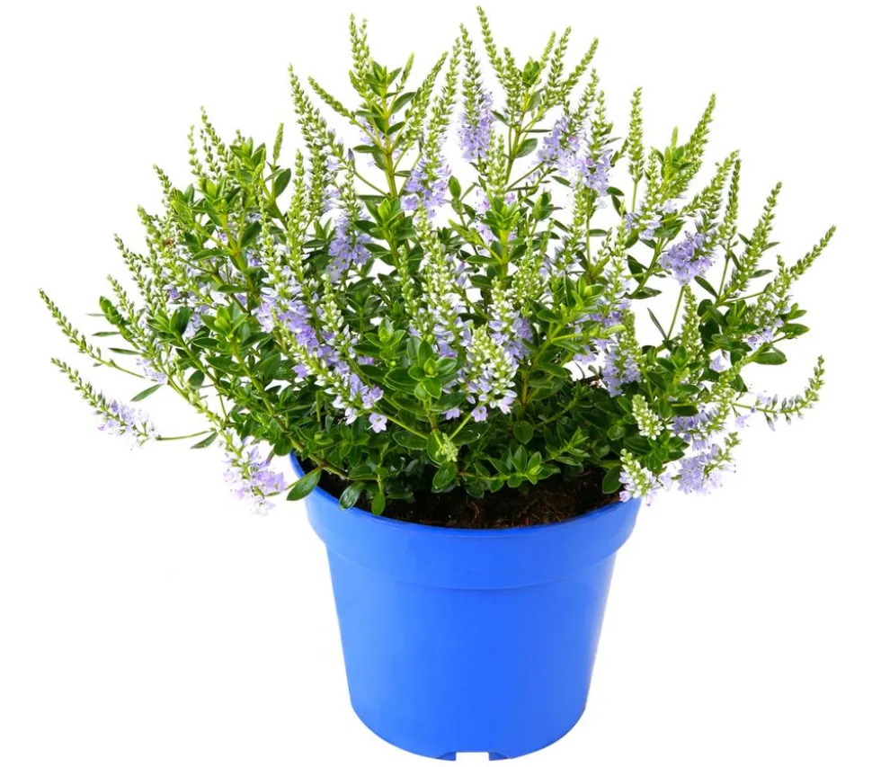 Strauchveronika 'Margret'