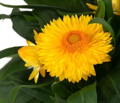 Strohblume, gelb