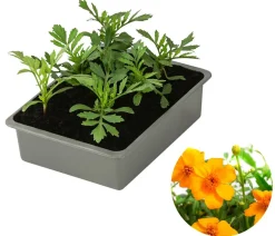 Studentenblume, 6er Schale