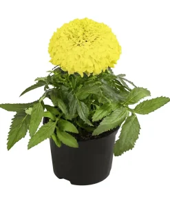 Studentenblume, großblumig, verschiedene Farben