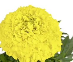 Studentenblume, großblumig, verschiedene Farben