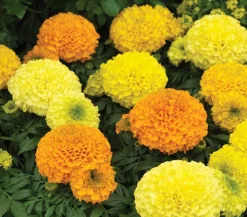 Studentenblume, großblumig, verschiedene Farben