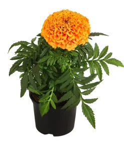 Studentenblume, großblumig, verschiedene Farben